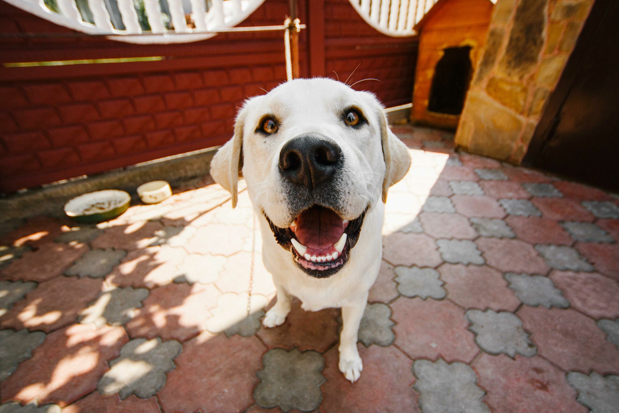 Cuidando a tu mascota durante el verano: consejos para mantenerla fresca y segura