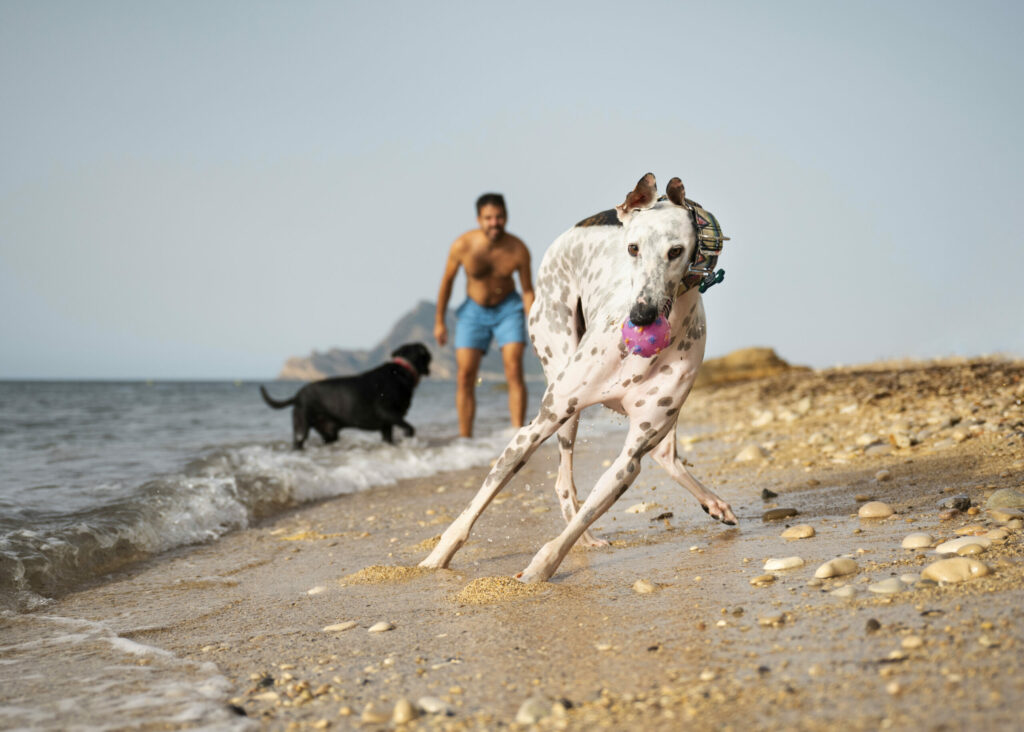 Los mejores lugares para pasear con tu mascota en la Marina Alta