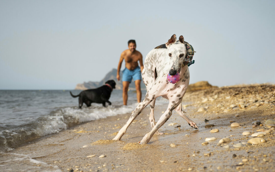 Los mejores lugares para pasear con tu mascota en la Marina Alta