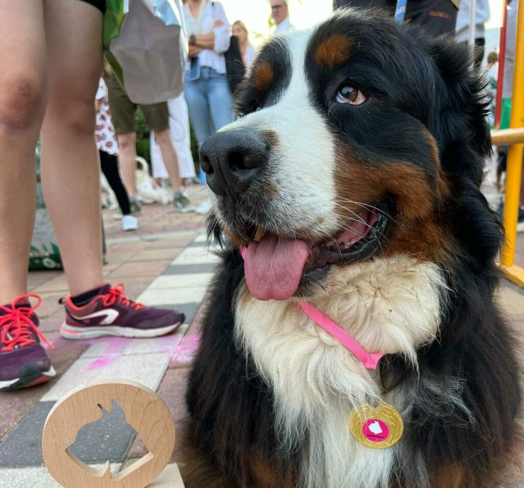 Marina de Dénia se convierte en el paraíso de los animales  con el XIII Festival Mascotetes