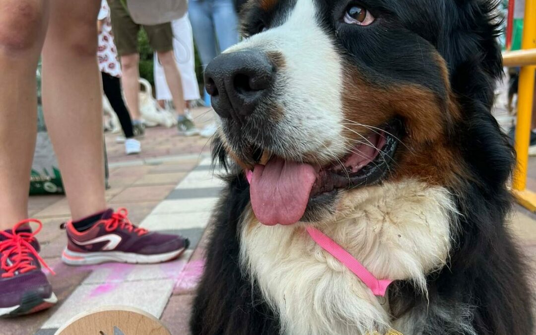 Marina de Dénia se convierte en el paraíso de los animales  con el XIII Festival Mascotetes