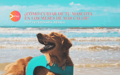 ¿Cómo cuidar de tu mascota en los meses de más calor?
