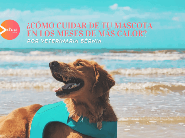 ¿Cómo cuidar de tu mascota en los meses de más calor?