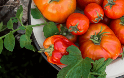 3 recetas para saborear el verano con tomates del terreno