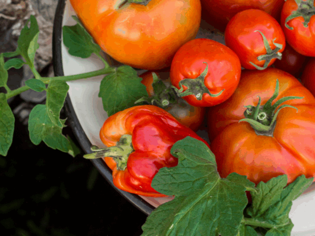 3 recetas para saborear el verano con tomates del terreno