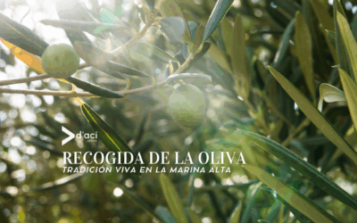 La recogida de la oliva: tradición viva en la Marina Alta