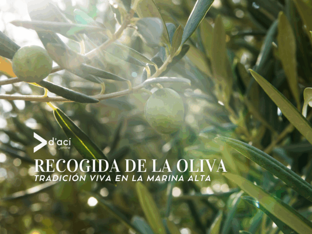 La recogida de la oliva: tradición viva en la Marina Alta