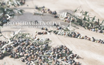 La recogida de la oliva: tradición viva en la Marina Alta