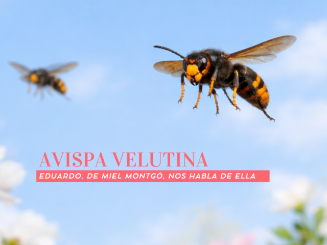 La amenaza de la avispa invasora en la Marina Alta: ¿Estamos preparados?