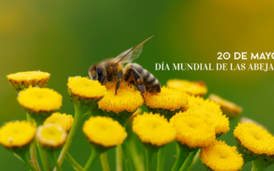 Día Mundial de las Abejas: el pequeño latido que sostiene la vida en la Marina Alta