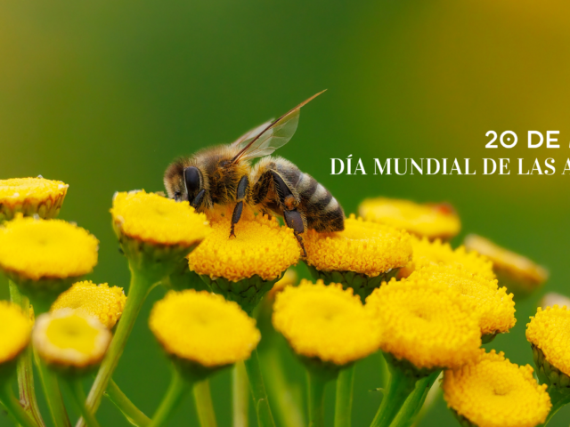 Día Mundial de las Abejas: el pequeño latido que sostiene la vida en la Marina Alta
