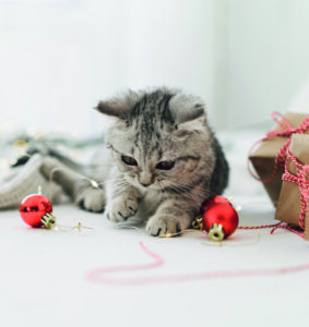 gato-mascota-navidad